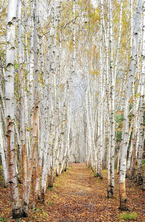 Stand Of Birches Photograph By Darylann Leonard Photography Fine Art