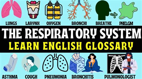 The Respiratory System Explained In English Vocabulary Medical
