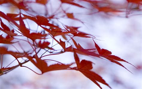 Download Wallpaper 2560x1600 Leaves Maple Branches Blur Widescreen