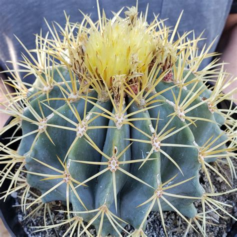 Blue Barrel Cactus Ferocactus Glaucescens Shop Online At Planet Desert