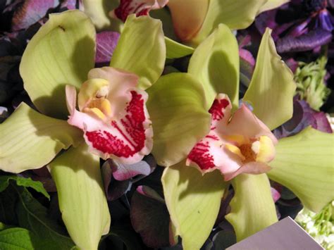 What flowers last the longest in water. Which Cut Flowers Last Longest? | Dengarden