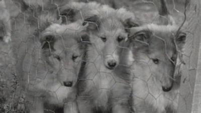 Watch Lassie Season Episode The Puppy Story Online Now