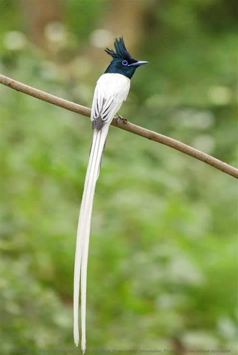 17 Best Images About Bird Of Paradise On Pinterest Museums Natural
