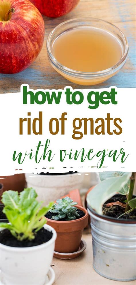 How To Get Rid Of Gnats With Vinegar Gnats In House Plants How To