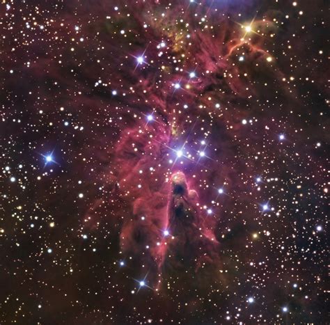 Billions And Billions The Christmas Tree Cluster Fox Fur Nebula And