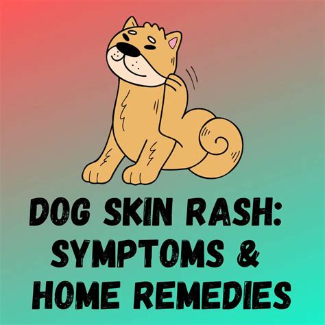 10 Dog Skin Rash Causes Symptoms Home Remedies