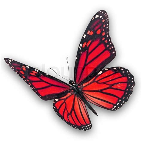 Beautiful Red Butterfly Flying Isolated On White
