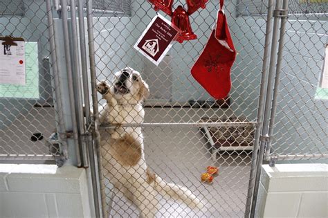 Looking To Take A Dog Home For The ‘howlidays A Nj Shelter Is