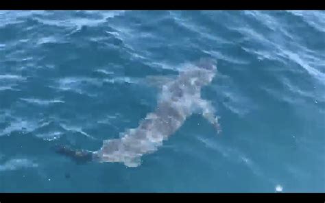 Pensacola Fishermen Capture Great White Shark Footage Near The Beach