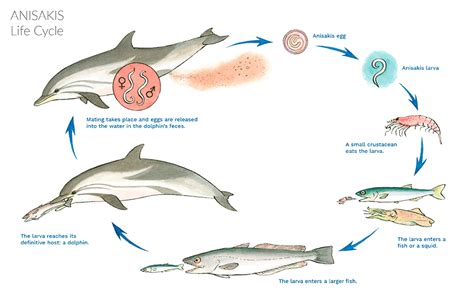 Dolphin Life Cycle Stages Laine Borrego