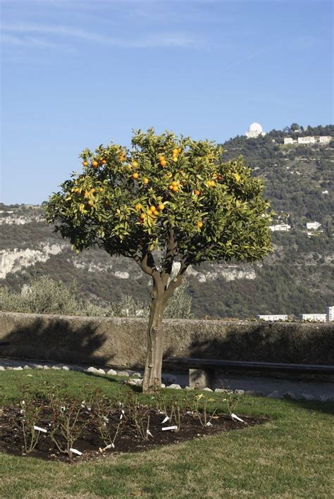 Wie andere pflanzen blühen bäume, um sich zu vermehren. Beschneiden von Orangenbäumen: Wann und wie wird ein ...