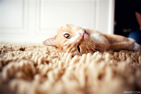 Cat Photography Photography