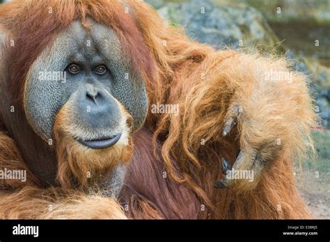 Portrait Of Sumatran Orangutan Pongo Abelii Stock Photo Alamy