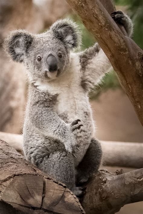 Koala By Helene Hoffman Animals Cute Animals Animals