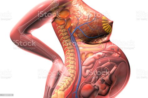 The human body is the structure of a human being. Pregnant Woman And Child In The Womb Human Fetus Stock Photo - Download Image Now - iStock