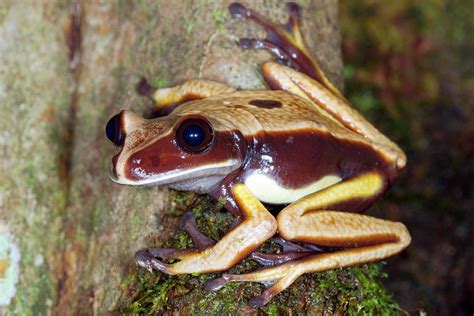 Brown-eyed Tree Frog Photograph by Dr Morley Read/science Photo Library