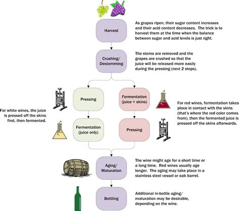 Clear Lake Wine Tasting Infographic How Wine Is Made