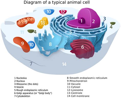 We would like to show you a description here but the site won't allow us. Animal Cell diagram label - /medical/anatomy/cells/animal ...