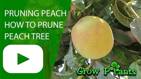 They will not need much care early in spring, but add mulch to help keep the soil cool and moist, which aids in handling the summer heat. Pruning Peach - How to prune Peach tree https://www ...