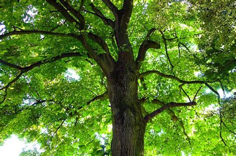 See more ideas about plants, permaculture, permaculture gardening. Types Of Canopy Trees In The Amazon Rainforest - Homey ...