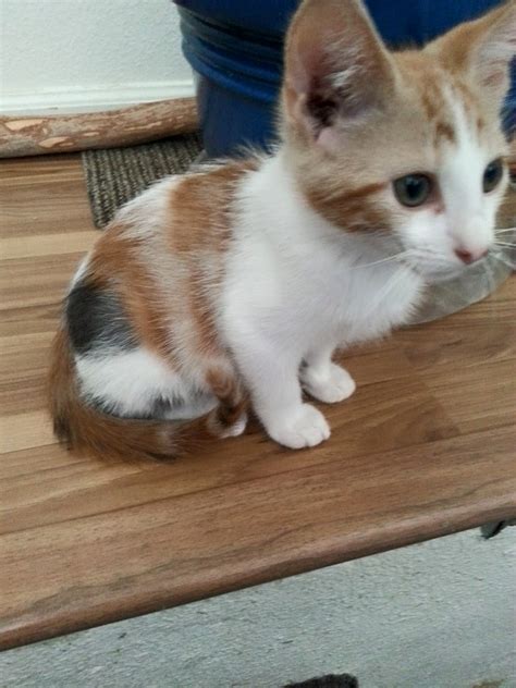 Backyard breeders versus reputable breeders. Rare male calico kitten is available for adoption in ...