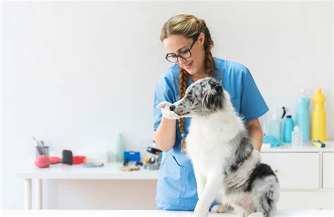 However, the right diet and weight reduction are also important in diabetic dog food is going to cost more than regular dog food, but it is an integral part in the treatment plan for a dog with diabetes, and the formulations. 5 Best Dog Food for Diabetic Dogs - Our Top Pick for 2020 ...