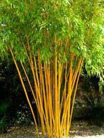 Bambus Phyllostachys Vivax Aureocaulis Zauber Bambus Aureocaulis