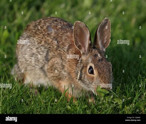 Eastern Cottontail Rabbit Ohio Prairie Stock Photo Alamy
