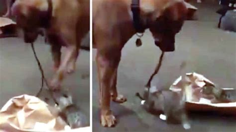 This Video Of A Dog Playing Gently With Her Foster Kittens Will Melt