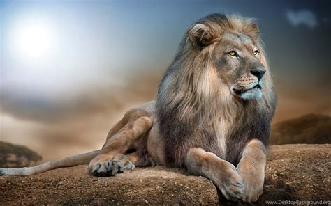 Other Lion Full Hd Animal Wallpapers For Hd 169 High Definition