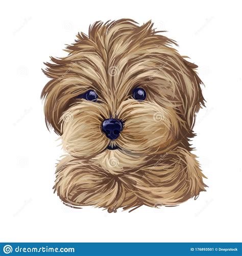 Cavapoo Digital Art Illustration Of Cute Canine Animal Of Beige Color Cavoodle Or Crossbreed