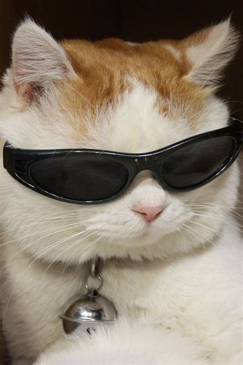 Cool Cat Gatos Cool Imagenes De Gatos Graciosos