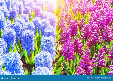 Blooming Hyacinth Flowers Stock Photo Image Of Destination 132153634