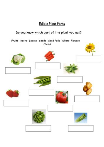 Edible Plant Parts Teaching Resources