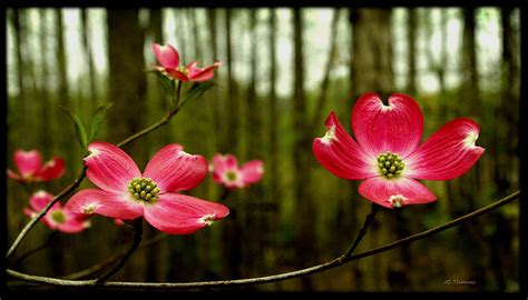 Pink Dogwood Flowers Photograph By James C Thomas
