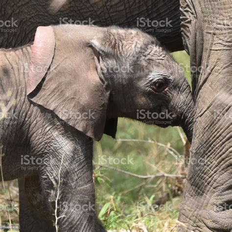 Baby Elephant Seeking Protection With Its Mother Stock Photo Download