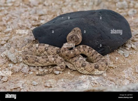 Saharan Horned Viper Cerastes Cerastes Snake Stock Photo Alamy