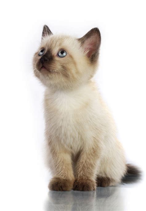 60 Sassy Siamese Cat Names Siamese Kittens Cats Siamese Cats