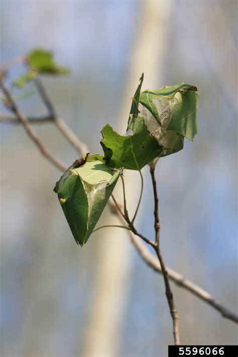 This is a guide about identifying small black bugs. forest tent caterpillar (Malacosoma disstria ) on quaking ...