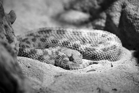 Horned vipers are featured in the following book: horned viper-004 | horned viper / Cerastes cerastes ...