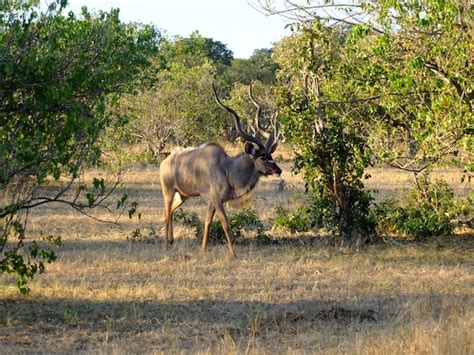 Premium Photo The Deer On The Safari In Chobe National Park Botswana