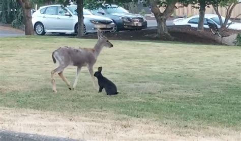 This Baby Deer And Rabbit Playing In Comox Are The Best Of Friends Video