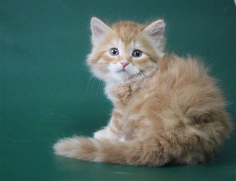Ch felix sinee ozero (ch felix blue lake). Kittens for sale | The cattery of siberian cats "Baraj"