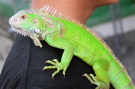 Iguana As A Pet Pros And Cons Pet Comments