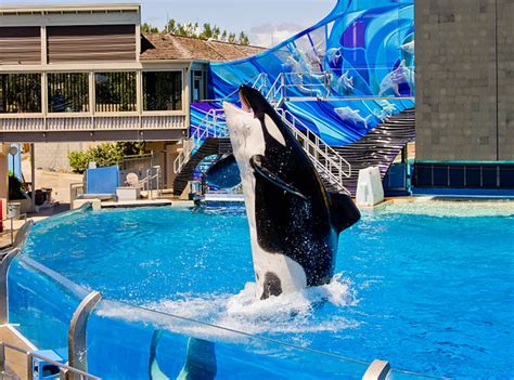 Seaworld The Beginning Of The End For Orca Shows Dolphin Project