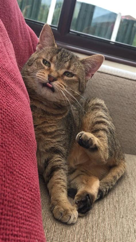 Funny Cats Sticking Their Tongues Out They Look Adorable