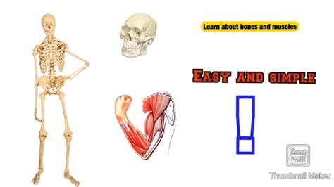 Learn About Bones 🦴 And Muscles 💪 Easily In This Video Youtube