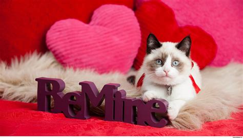 Cat Valentines Day Wallpapers Top Free Cat Valentines Day