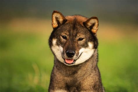 5 Large Japanese Dog Breeds