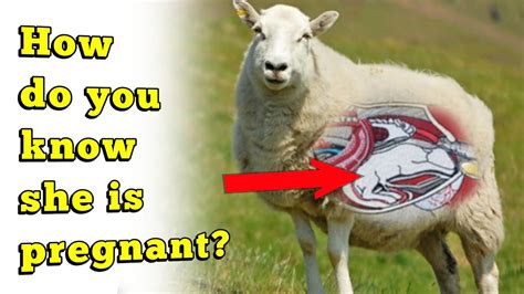 How Do You Know That A Sheep Is Pregnant The Signs Of Pregnancy In